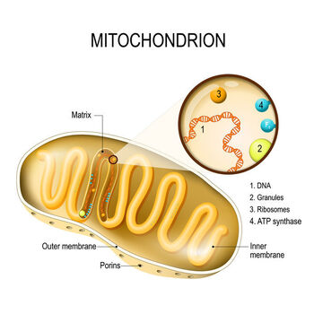 mitochondria