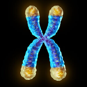 telomere shortening